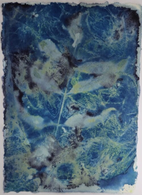 Killiney Hill Flower